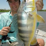 Blue-peacock-bass