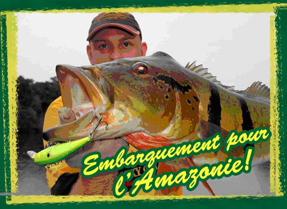 AmazonPeacock-Blog